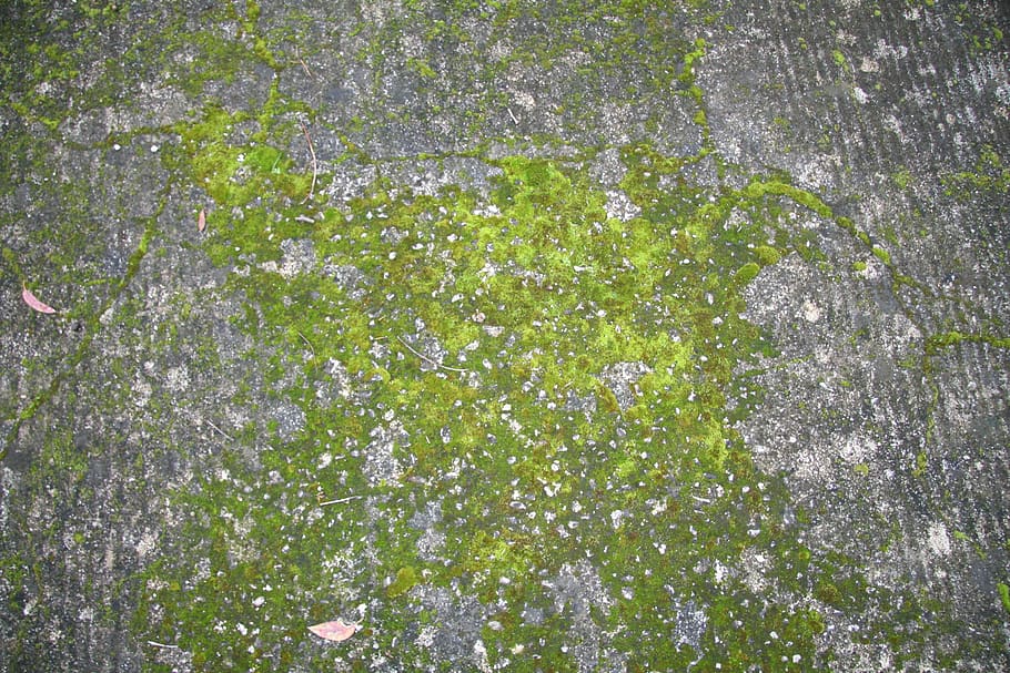 moss, green, nature, plant, green color, growth, full frame HD wallpaper