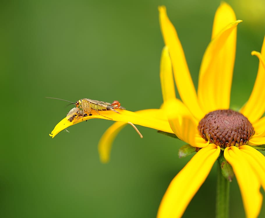 communis, insect, nature, predatory insect, plant, sun hat HD wallpaper