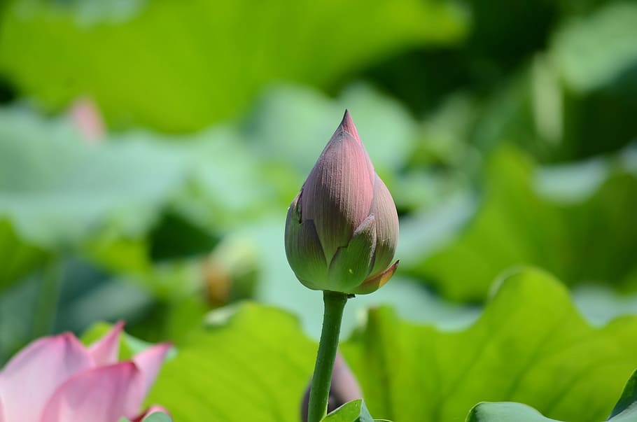 summer, lotus, the scenery, flower, flowering plant, beauty in nature HD wallpaper