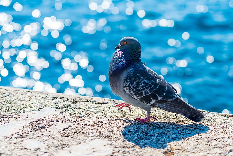 blue pigeon near shore, dove, animal, grey, urban, city, outdoor, HD wallpaper