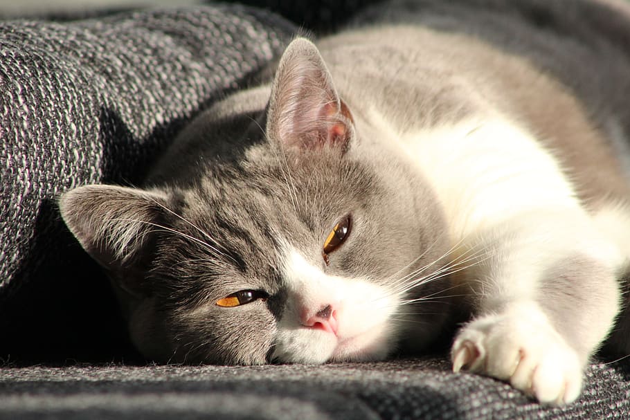 cat, mieze, domestic cat, feline, pets, animal themes, domestic animals HD wallpaper