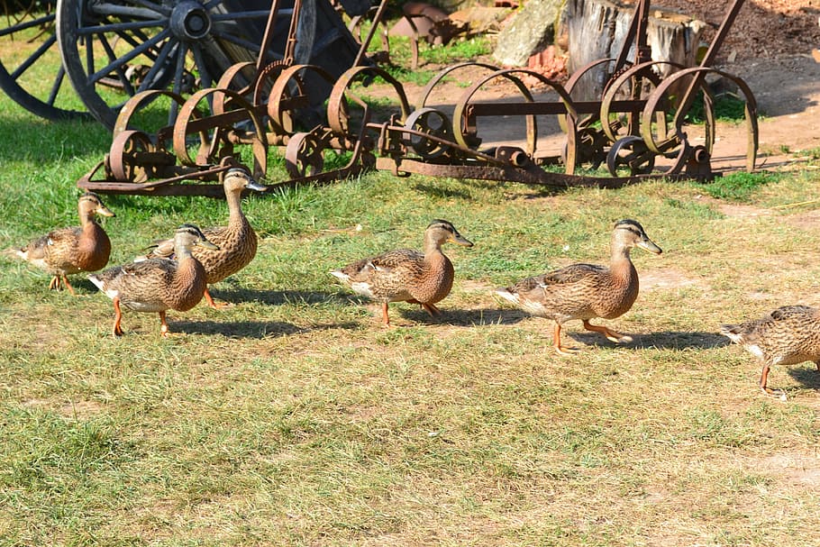 duck, ducks, canes, poultry, female duck, farm, animal themes HD wallpaper