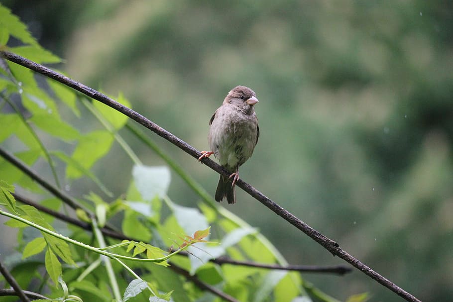 tree sparrow, bird, nature, oslo, wildlife, branch, wing, animal wildlife HD wallpaper