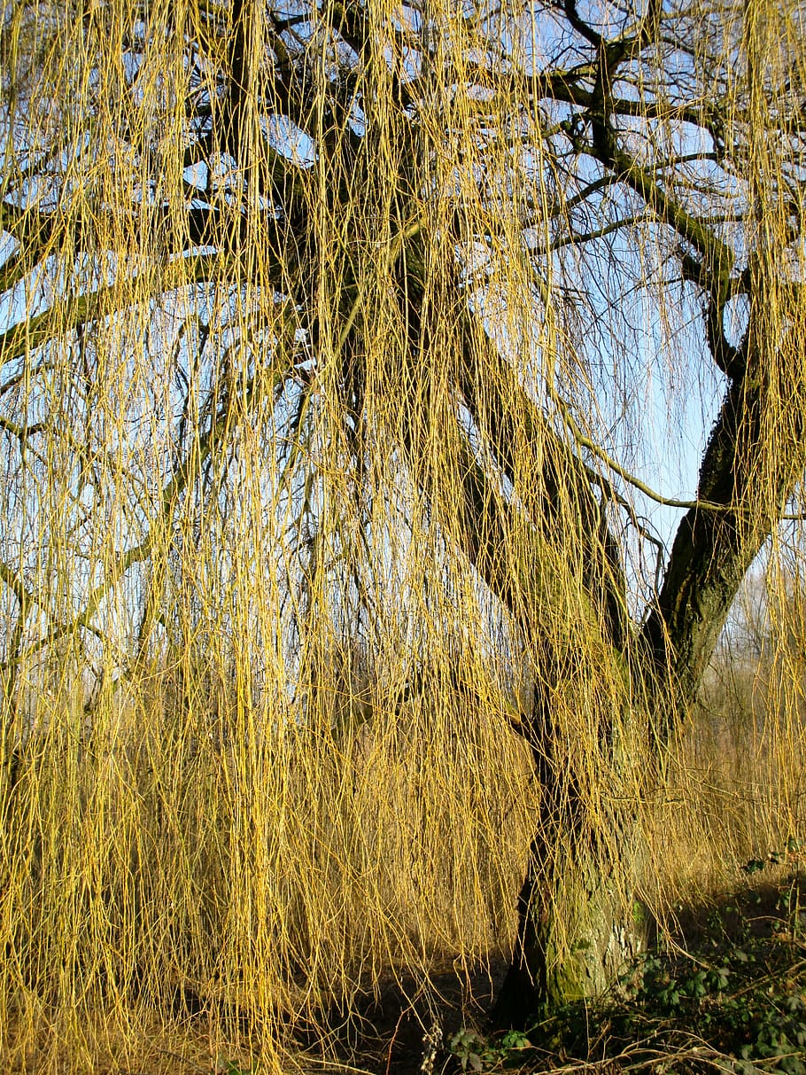 Willow tree 1080P, 2K, 4K, 5K HD wallpapers free download, sort by relevanc...