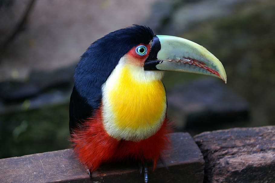 white, yellow, and orange bird, close up, photo, black, yellow