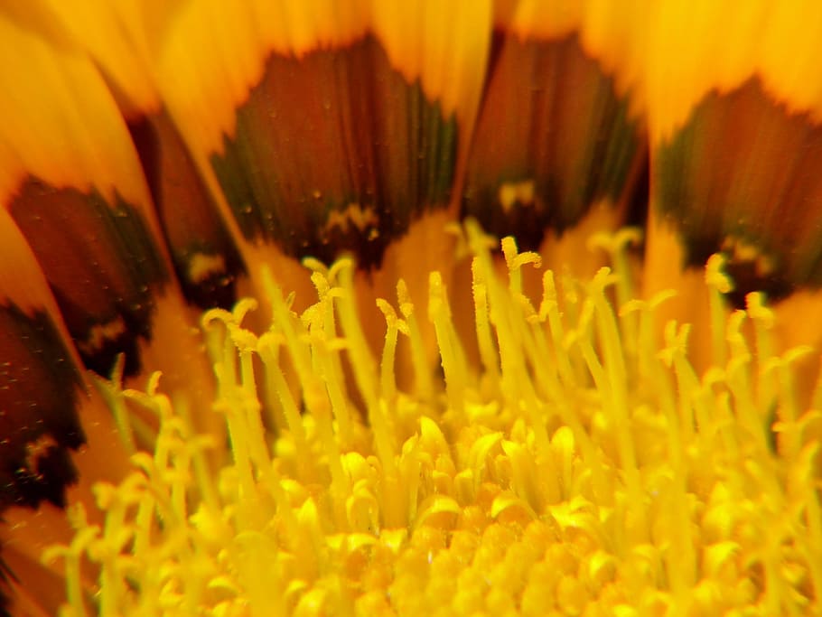 sunflower, yellow flower, macro, pollen, nature, flora, nectar HD wallpaper