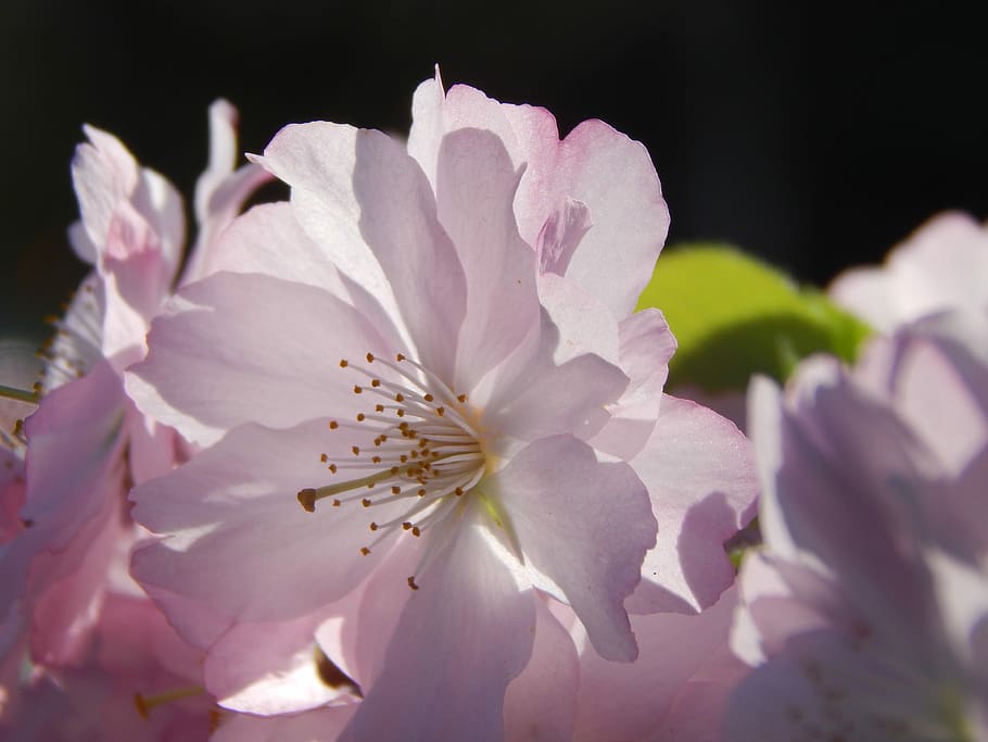 Flower, Spring, Pink, Macro, Photo, petal, fragility, pink color HD wallpaper