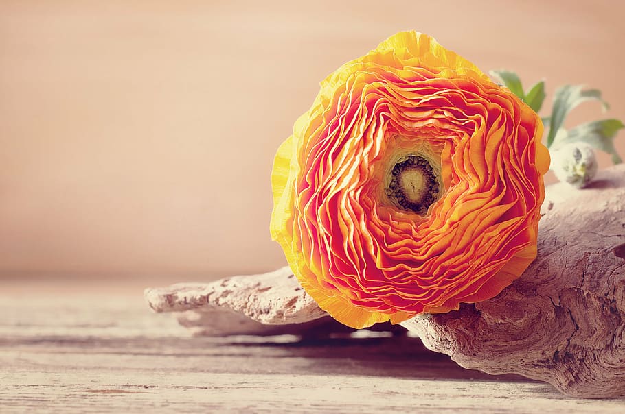 selective focus photograph of orange flower, ranunculus, blossom HD wallpaper
