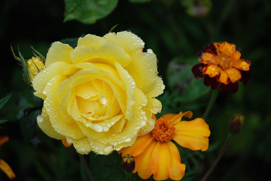 macro shot photography of yellow and orange flowers, bouquet HD wallpaper
