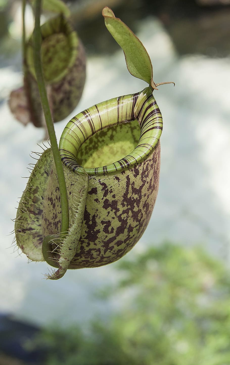 green and black plant, pitcher, carnivorous, botanical, insect HD wallpaper