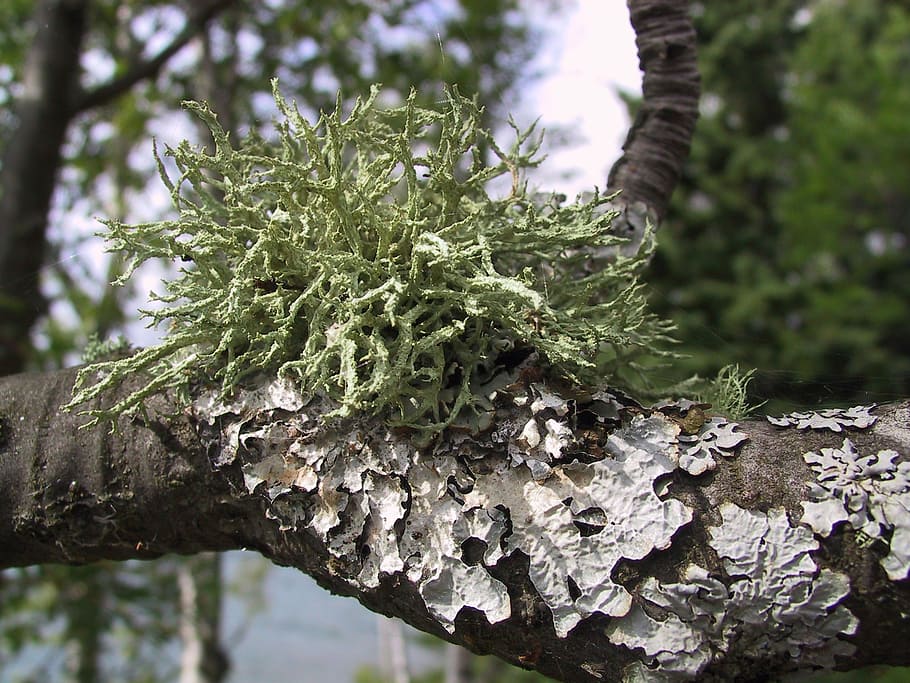 moss, lichen, tree, nature, forest, texture, flora, green, wood HD wallpaper