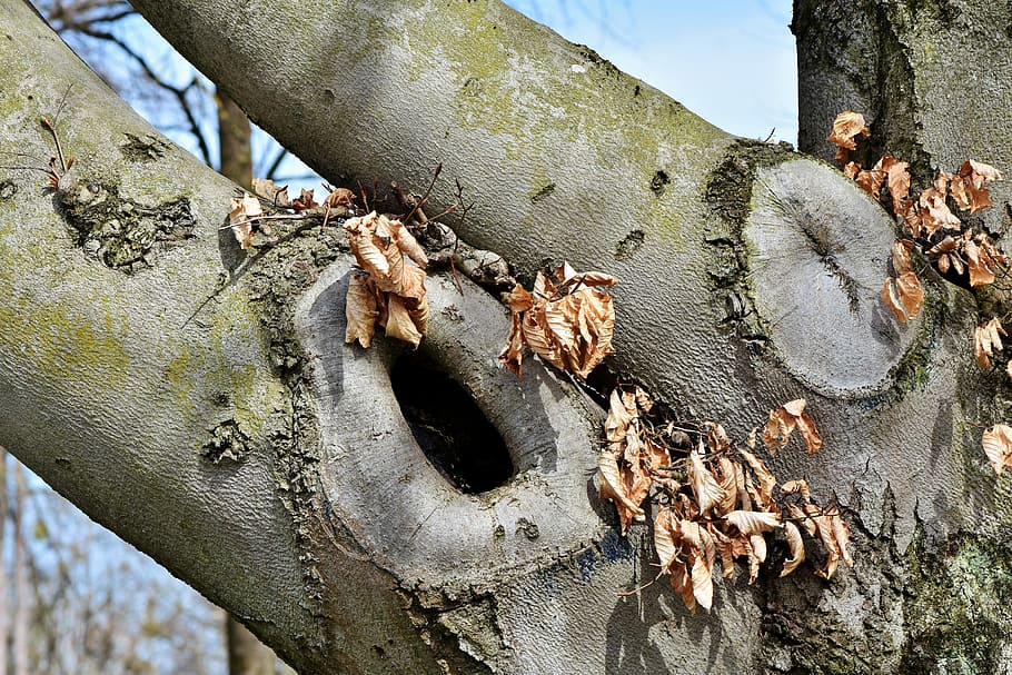 close-up photo of gray and green tree, knothole, gnarled, tree eyes HD wallpaper