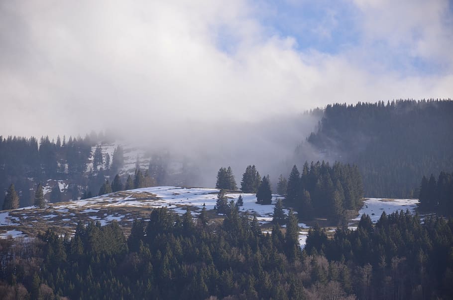 snow, winter, sky, wintry, tree, cold, snowy, winter forest HD wallpaper