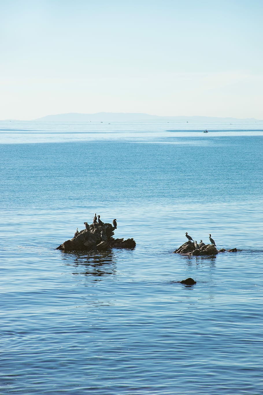 flock of birds perching on rock formation, flock of cormorants perching on rock on body of water HD wallpaper
