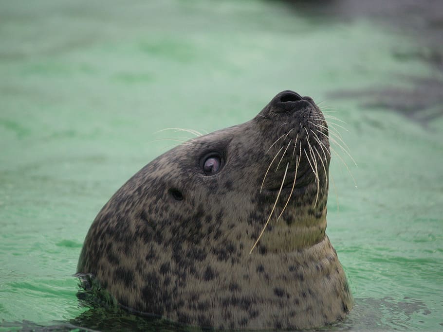 Seal, Whiskers, Eyes, Skin, Water, swimming, dolphinarium, harderwijk