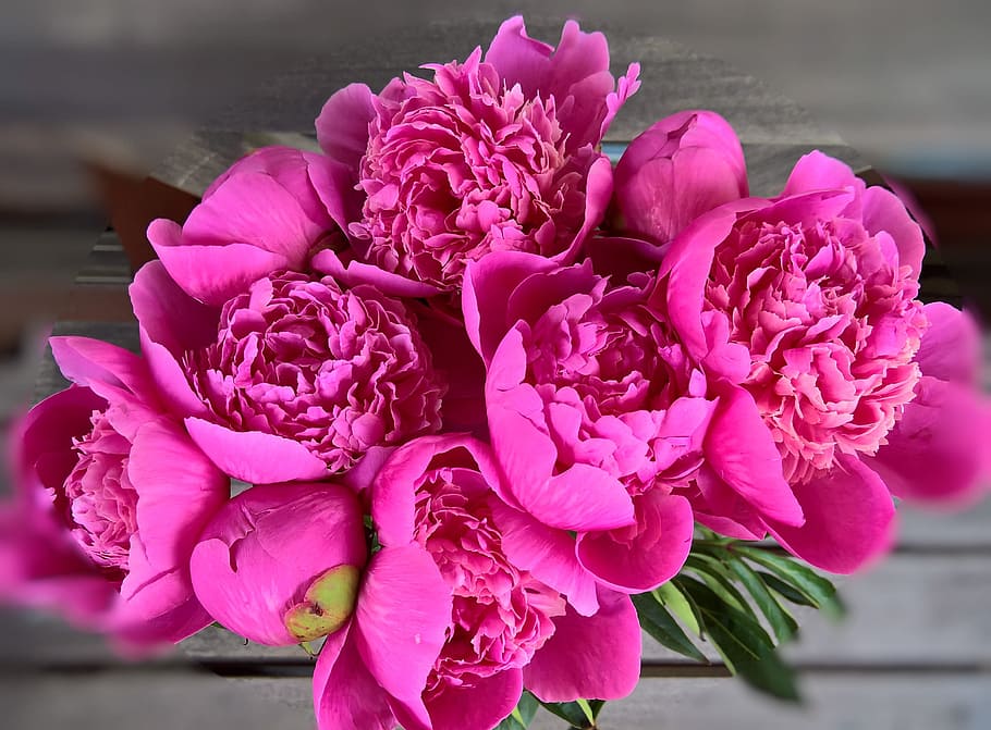 closeup photo of pink peony flowers, Bouquet, large flowers, dark pink, HD wallpaper