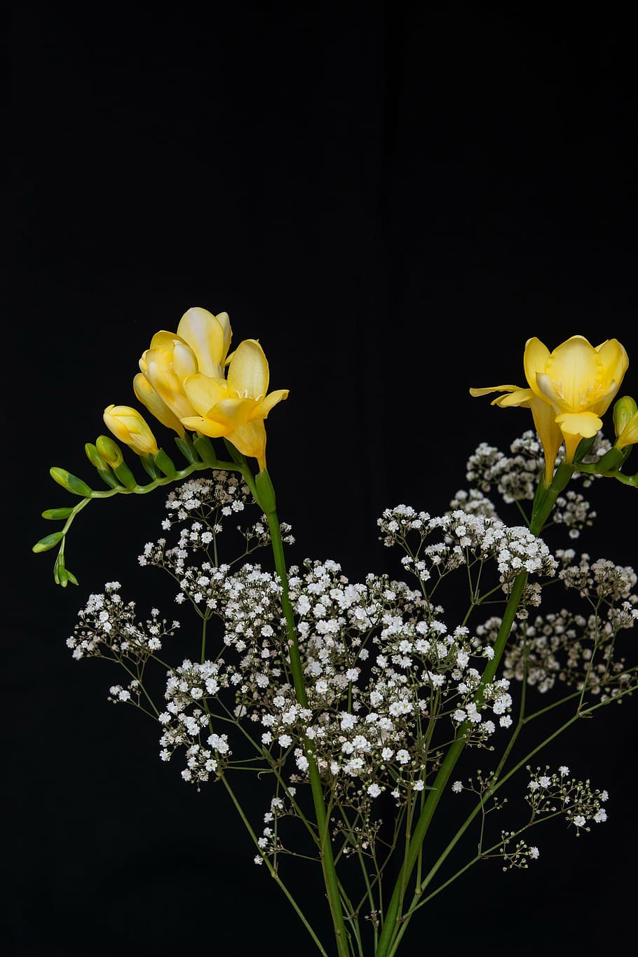 flowers, yellow flowers, sia, yellow sia, tiresome, schnittblume, HD wallpaper