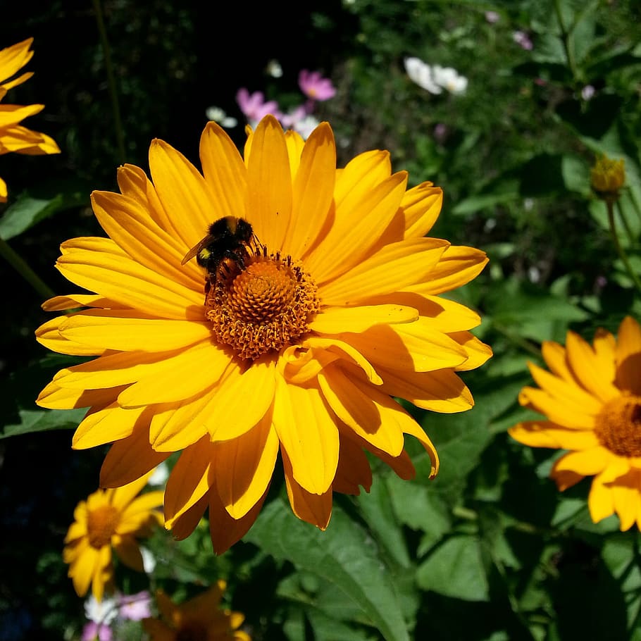 flower, yellow, bee, insect, petals, stamens, sunny, macro HD wallpaper