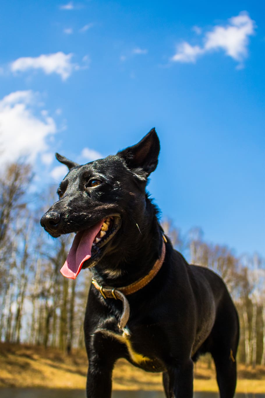animals, black dog, forest, domestic animals, mammal, one animal HD wallpaper