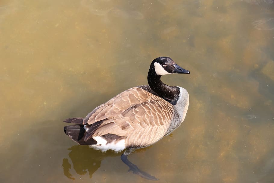 duck, large, bird, water bird, plumage, bill, wing, pelecaniformes HD wallpaper