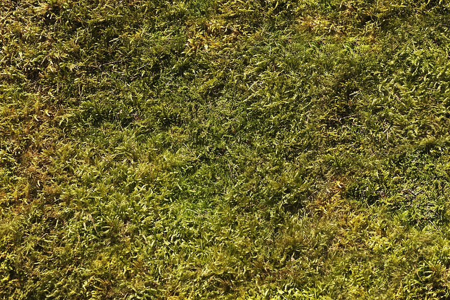 moss, background, nature, forest, background moss, pattern HD wallpaper