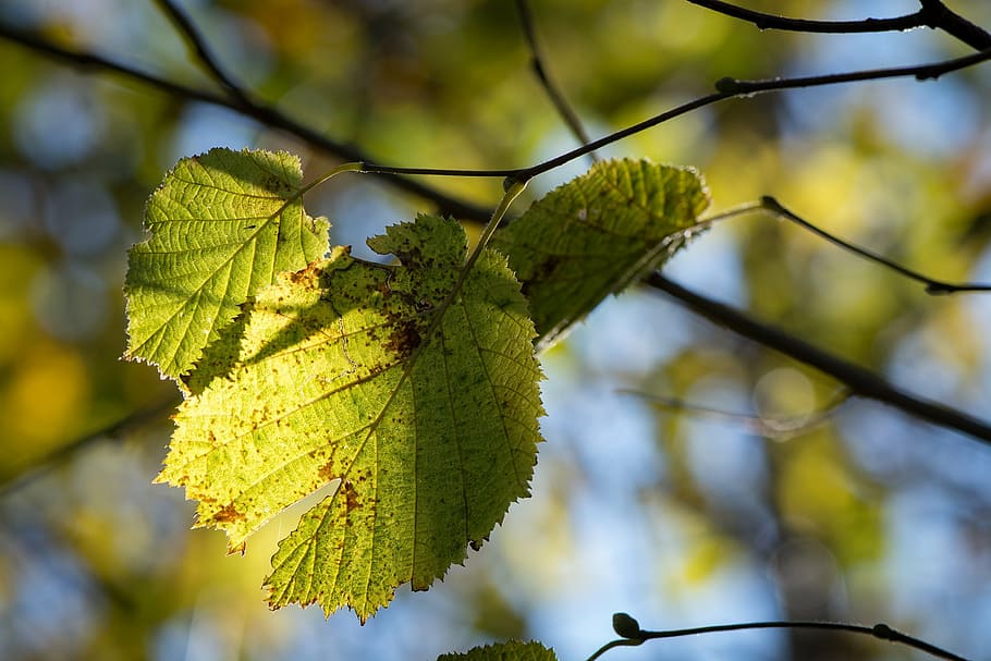 leaves, green, yellow, branches, autumn, discoloration, nature HD wallpaper