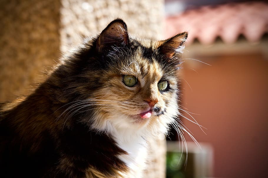 Cat building. Кошка высунула язык и тяжело дышит. Feline. Подпорка кошка.