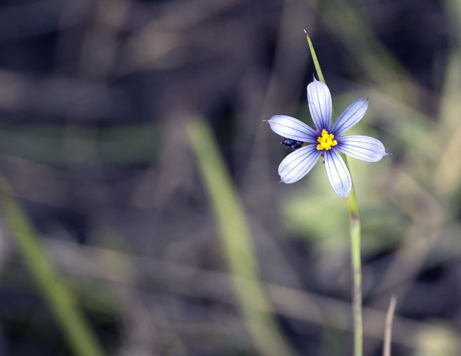 selective focus photography of blue and white petaled flower