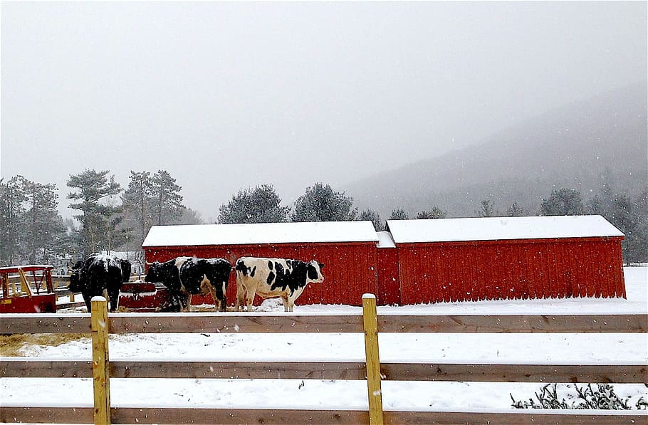 Cow, Snow, White, Fence, Winter, red, cold, season, animal, HD wallpaper