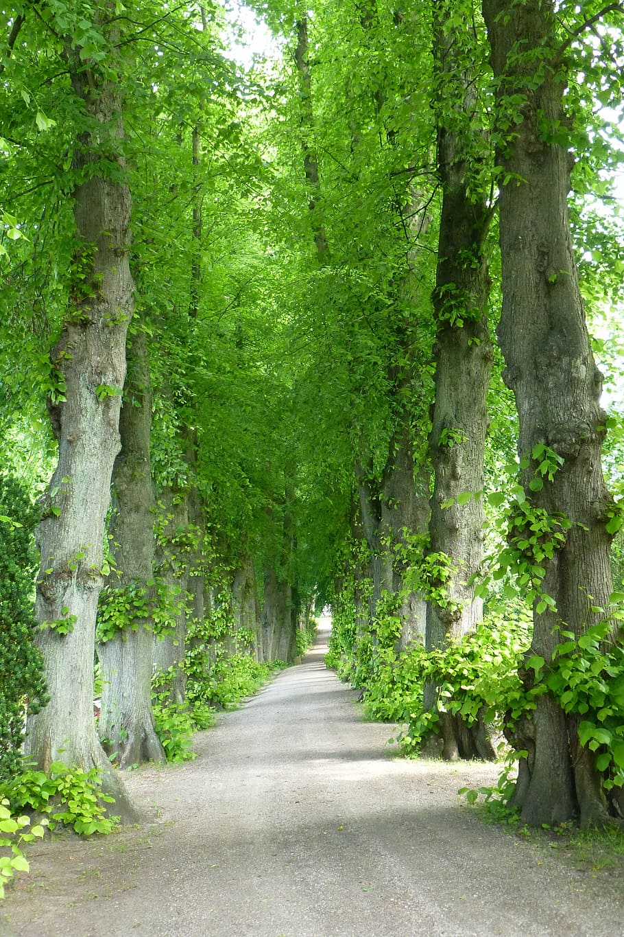avenue, away, tree, nature, recovery, hiking, romantic, promenade HD wallpaper