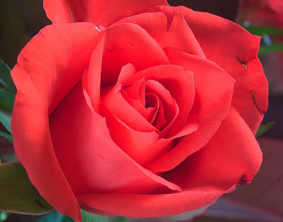 rose, red, flower, love, petal, one, nature, floral, close up HD wallpaper