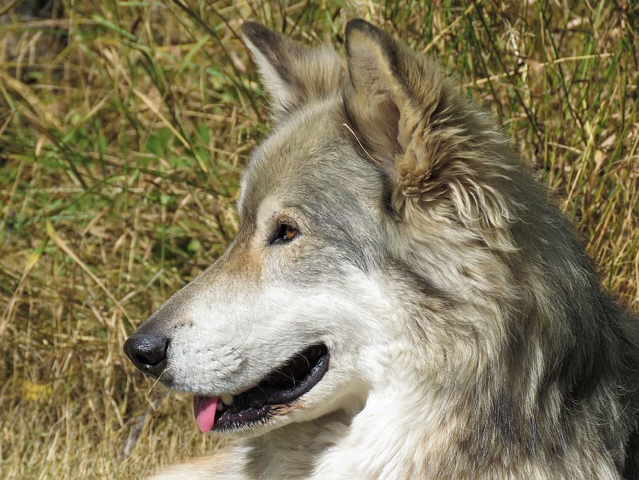wolfdog, sanctuary, yamnuska, attentive, panting, forest, one animal HD wallpaper