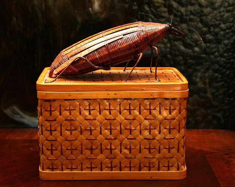 Basket, Cockroach, Insect, Bug, Pest, exterminator, infestation HD wallpaper
