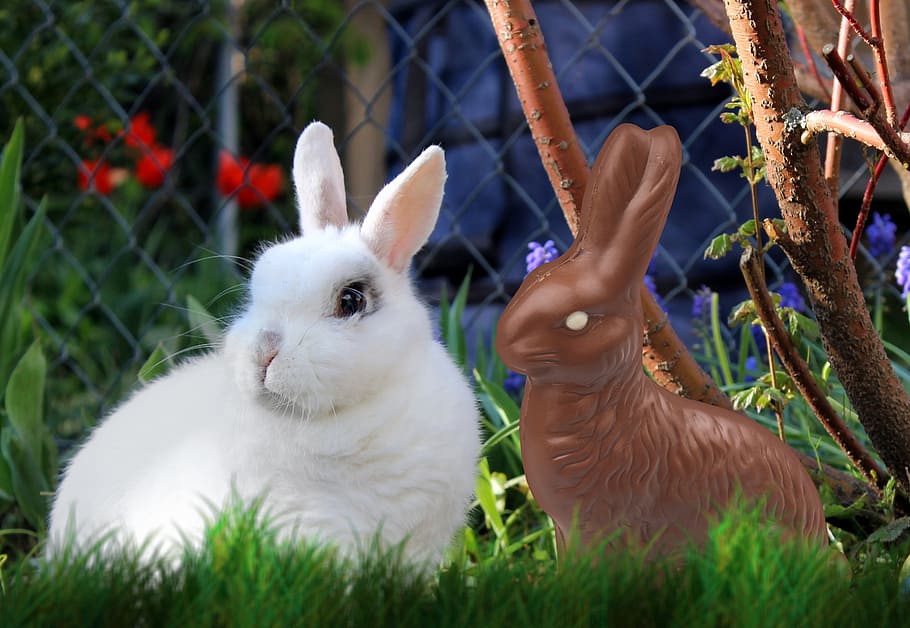 white rabbit, easter, hare, chocolate, easter eggs, colorful HD wallpaper
