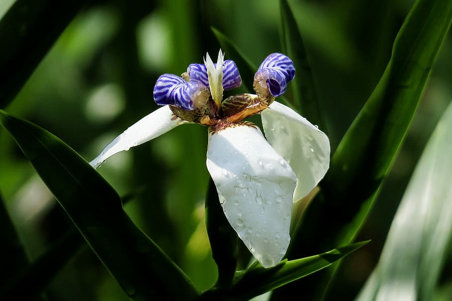 iris, nature, plant, flower, leaf, summer, garden, outdoor HD wallpaper