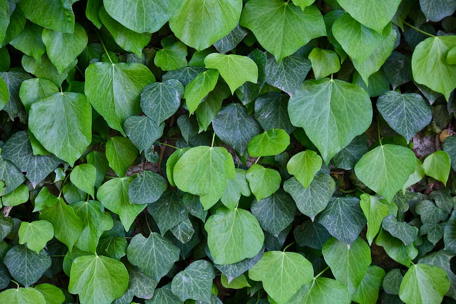 green leaf plant close-up photo, park, ivy, nature, freshness HD wallpaper