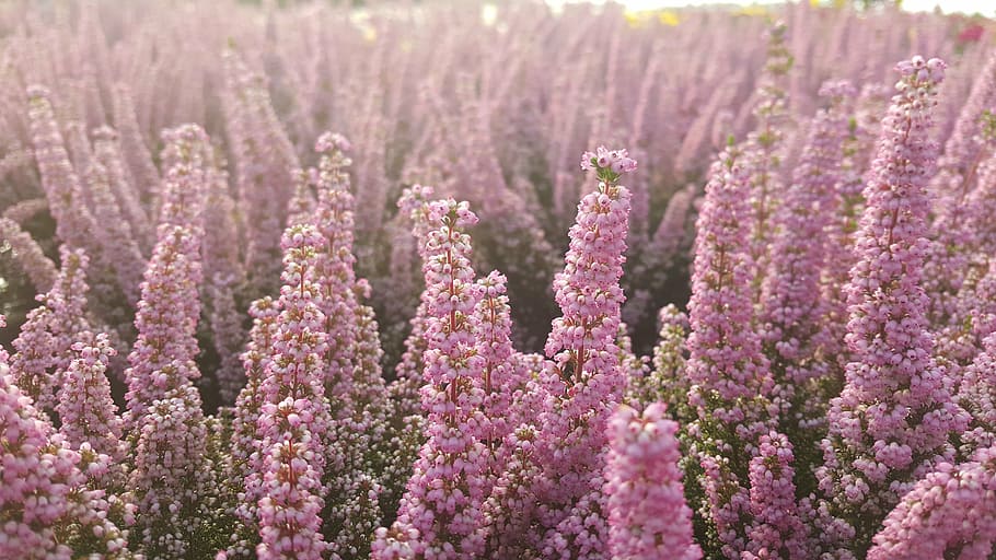 erika, flowers, heath, purple, nature, plant, pink Color, flower Head HD wallpaper