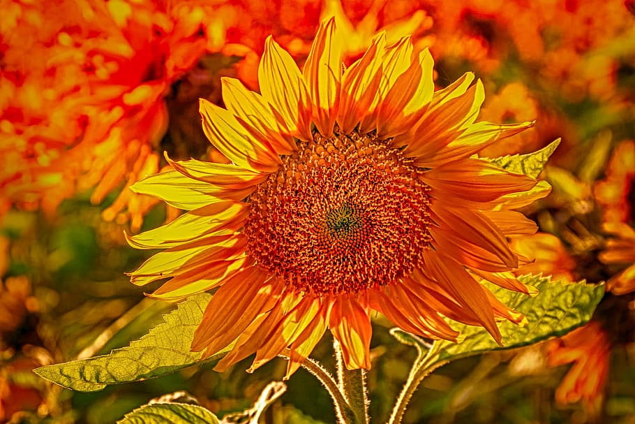 selective focus of sunflower, sun flower, plant, nature, subtle