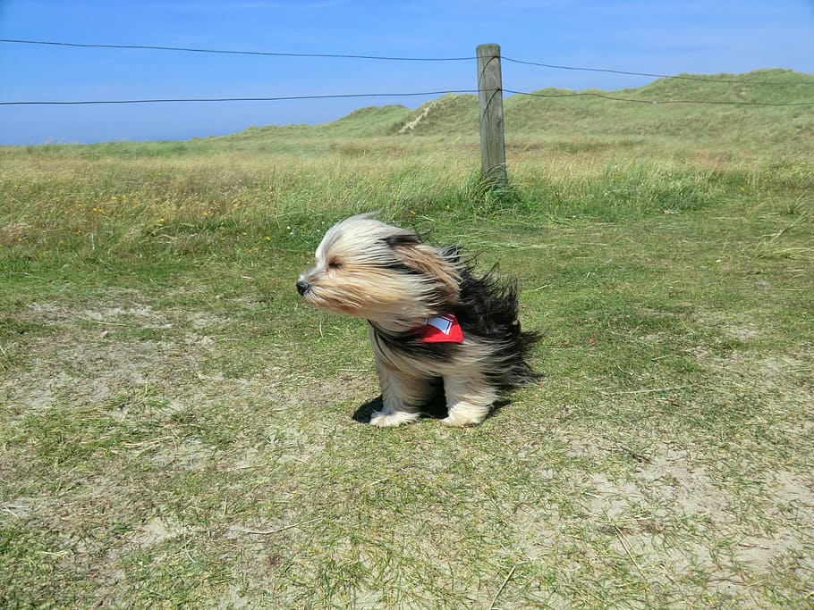 brown and black Yorkshire terrier standing on grass near fence HD wallpaper