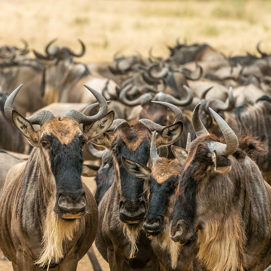 shallow focus photography of brown animals during daytime, selective focus photography of four horned animals HD wallpaper