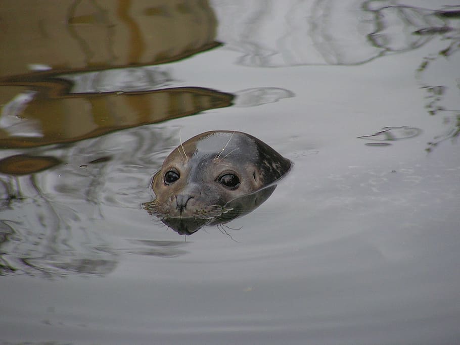 Seal, Head, Water, Surface, Eye, Detail, one animal, animal wildlife HD wallpaper