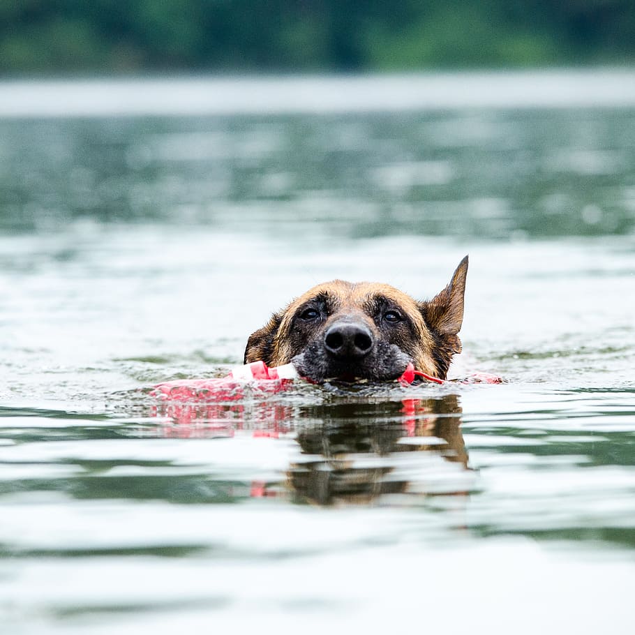 swimming German shepherd, malinois, dog, water, apport, toys HD wallpaper