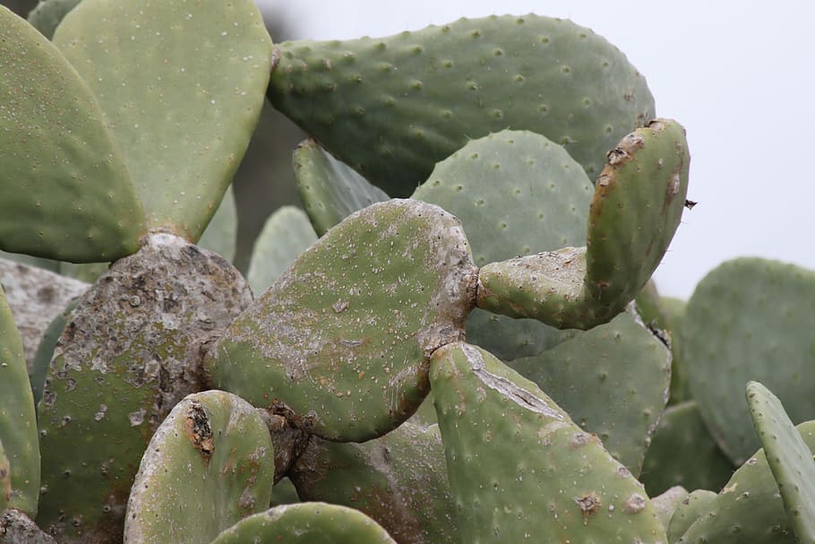 Prickly, Tree, Cactus, Plant, prickly tree, green color, thorn HD wallpaper