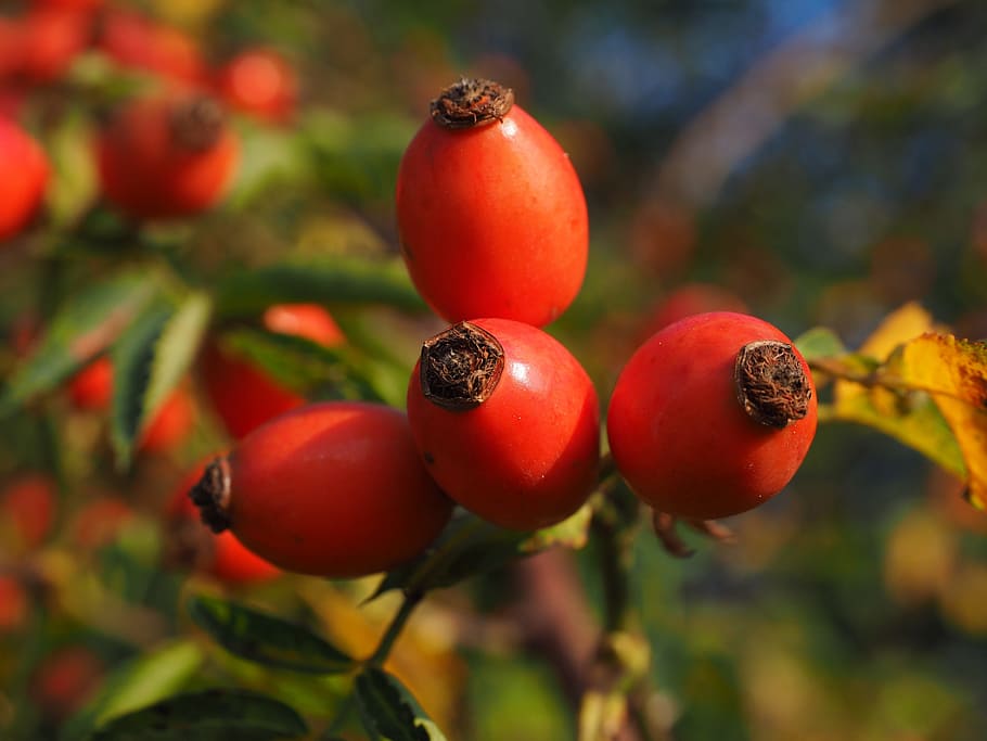 rose hip, fruit, red, wild rose, plant, sammelfrucht, dog rose HD wallpaper