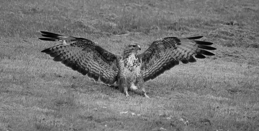 buzzard, bird, raptor, feathers, black and white, animal themes HD wallpaper