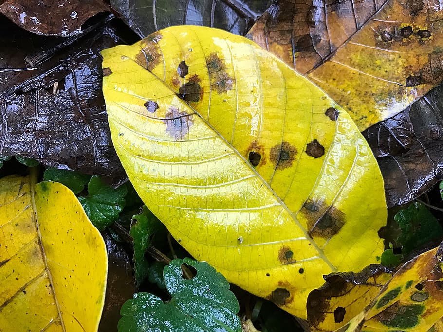 leaf, autumn, wet, fall foliage, transience, discoloration HD wallpaper