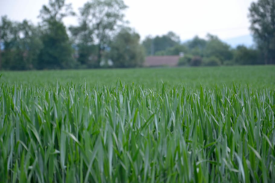 Wheat, Field, green, agriculture, growth, nature, day, green color HD wallpaper