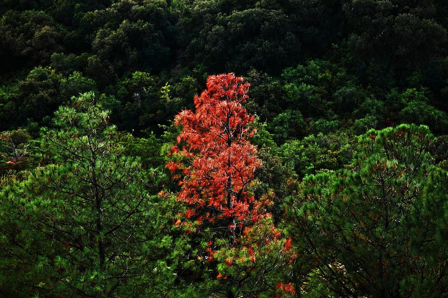 tree, trees, different, only, landscape, green, nature, plant HD wallpaper