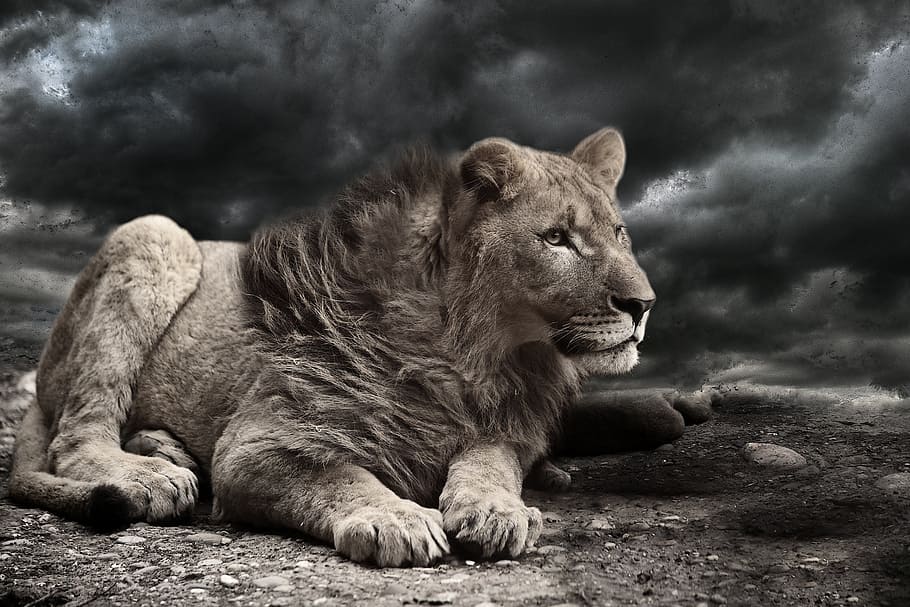 closeup photo of liger with black clouds background, lion, wind