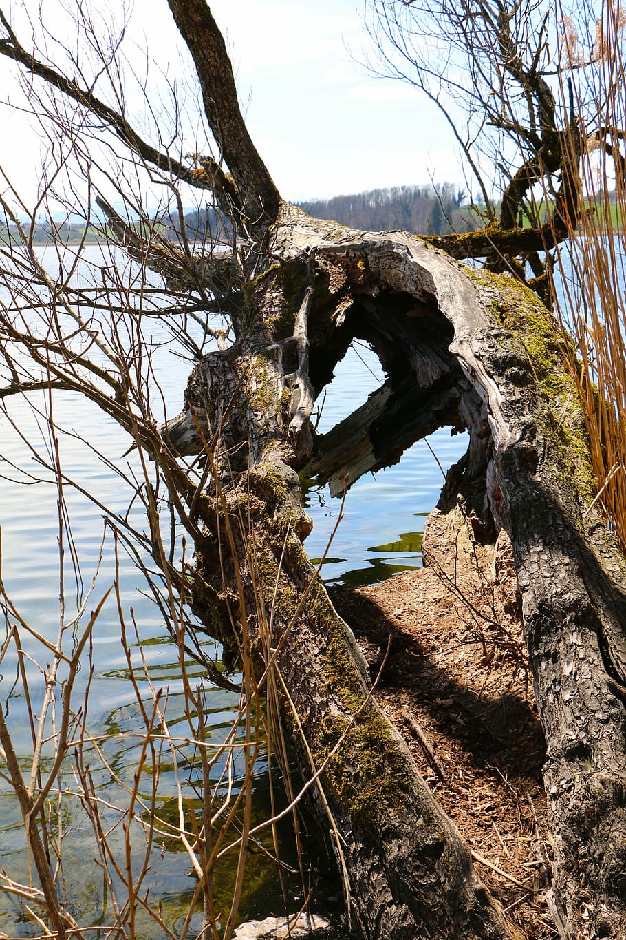 nature, tree, split, lake, plant, sky, tranquility, day, water HD wallpaper